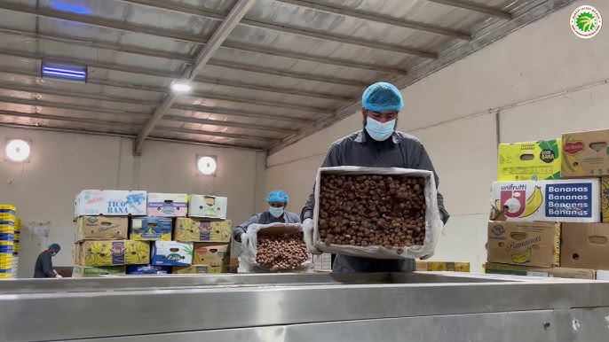 مصنع تعبئة التمور