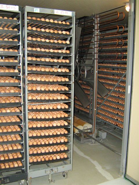 معمل فقاسات البيض