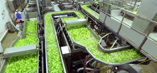 مصنع إنتاج الخضروات المجمدة