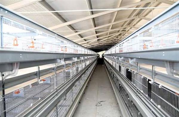 مصنع انتاج البيض المجفف